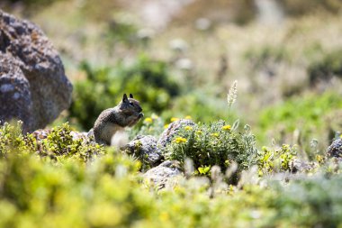 Kaliforniya yer sincabı (otospermophilus beecheyi)