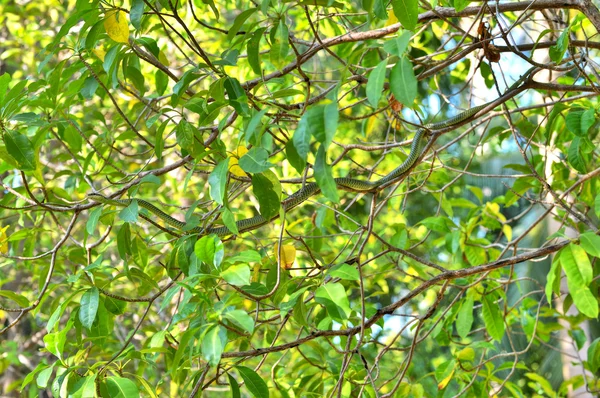 Groene slang op boom — Stockfoto