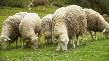 Bir köpek dağlardaki kameraya bakıyor.