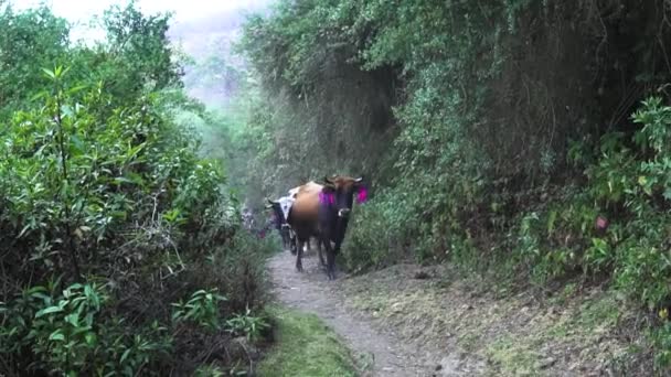 Vacas Perdidas Manada Caminan Camino Montaña Ganado Montaña Peruano — Vídeos de Stock