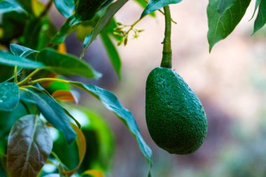Ağaçta asılı yeşil avokado meyvesi (palta)