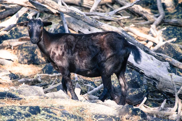 Wild Mountain Goat — Stock Photo, Image