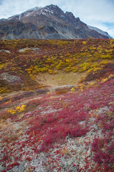 Vahşi Tundra — Stok fotoğraf