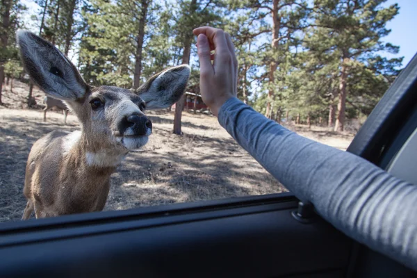 Curious Deer — Stock Photo, Image