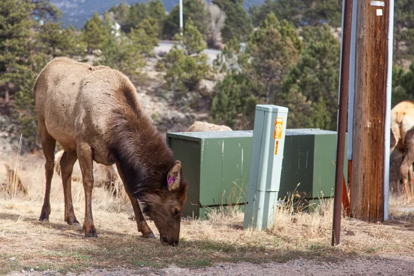 Elk near Utilities — Stock Photo, Image