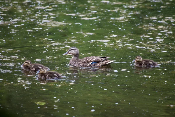 Kvinnliga gräsand och baby kycklingar — Stockfoto