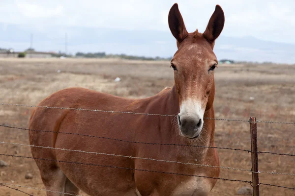 Mule utseende — Stockfoto