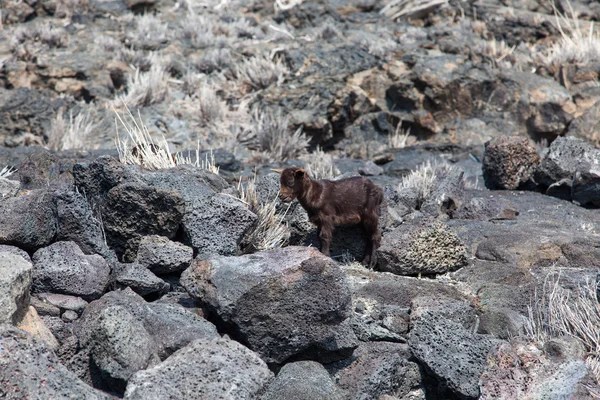 Abandoned Baby Goat — Stock Photo, Image