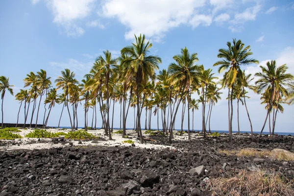 Palm Trees Amidst Lava Field — Stock Photo, Image