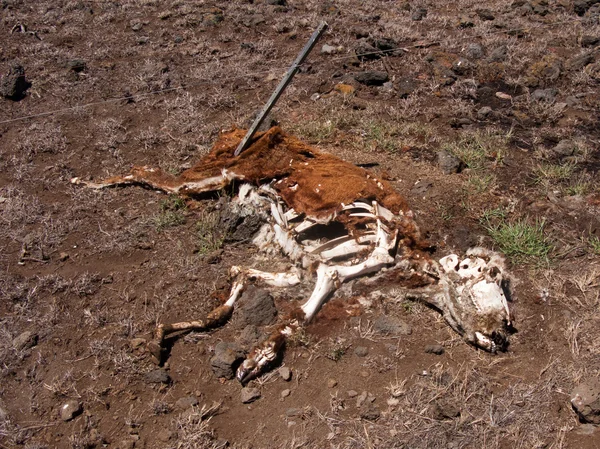 Decomposing Cow — Stock Photo, Image