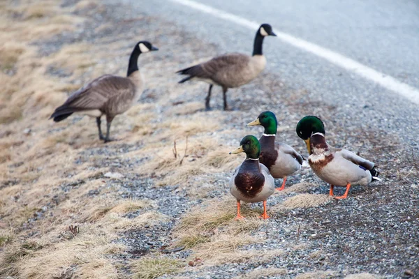 The Duck Gang — Stock Photo, Image