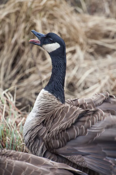 Honking Canada Goose — Stock Photo, Image