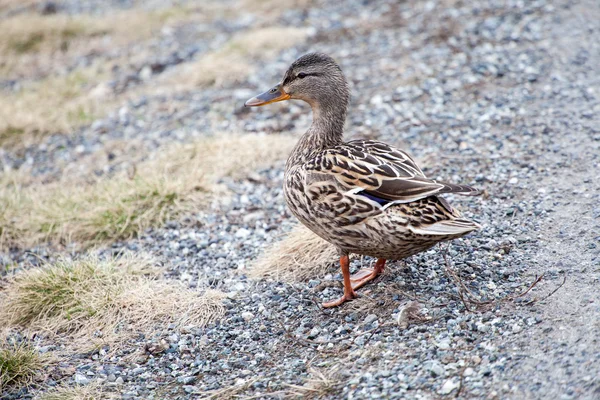 Kvinnliga gräsand på klocka — Stockfoto