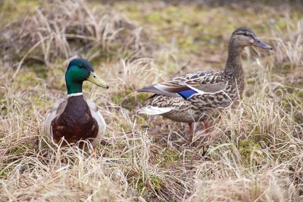 Gräsand par — Stockfoto