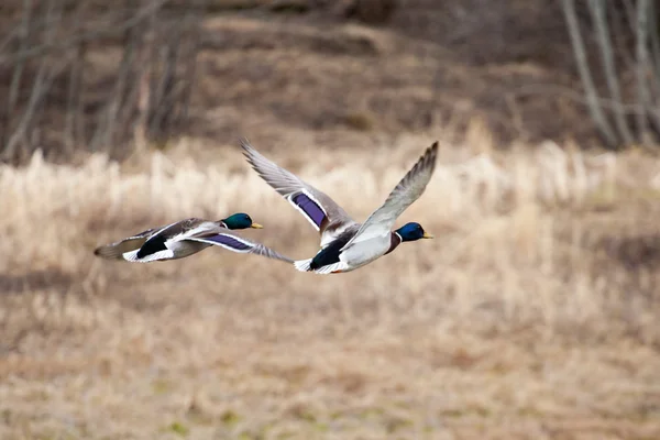 Male Mallards in Flight — Stock Photo, Image