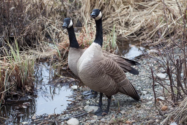 Alert Canadian Geese — Stock Photo, Image