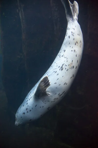 Tuleň obecný potápění — Stock fotografie
