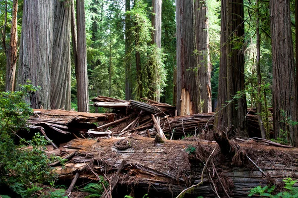 Ancient Redwood — Stock Photo, Image