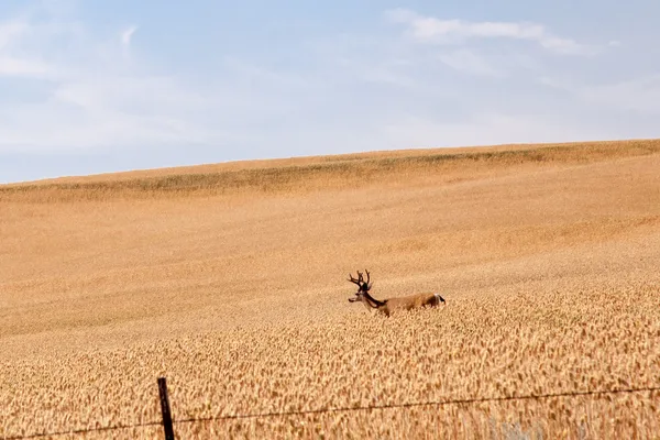 Buck in veld — Stockfoto