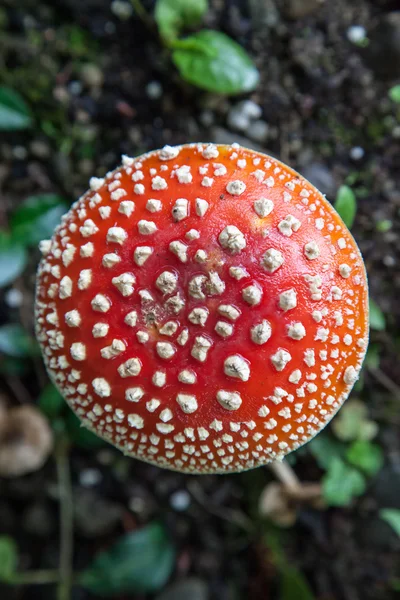Red Amanita Mushroom Top — Stock Photo, Image