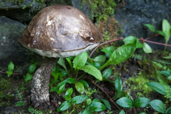 Rotting Mushroom — Stock Photo, Image