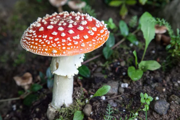 Rode amanita paddestoel Stockfoto