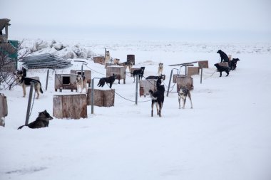 kızak köpeği takım