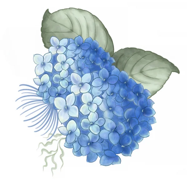 Niebieskie Kwiaty Hortensji Akwarelowy Obraz Botaniczny Kwiatowy Hortensja Dla Twój — Zdjęcie stockowe