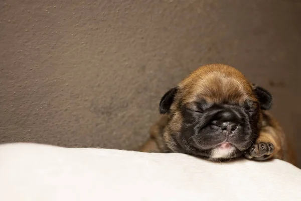 Neugeborener Französischer Bulldoggen Welpe — Stockfoto