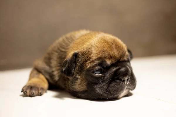 新しい生まれのフランスのブルドッグ子犬 — ストック写真