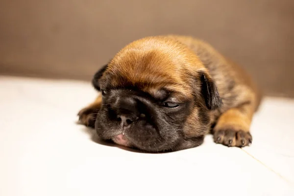 Neugeborener Französischer Bulldoggen Welpe — Stockfoto