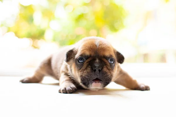 新しい生まれのフランスのブルドッグ子犬 — ストック写真