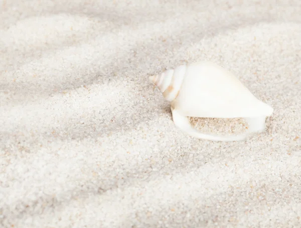 Snygg seashell på sandstranden — Stockfoto