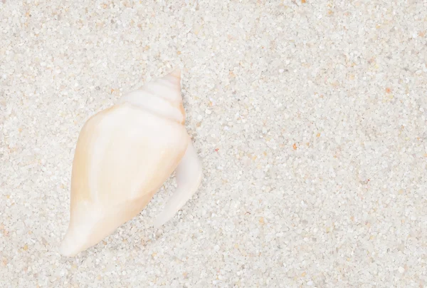 Neat seashell on the sandy beach — Stock Photo, Image