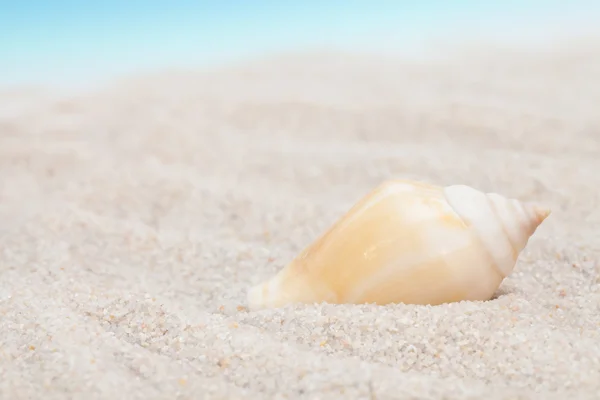 Neat coquillage sur la plage de sable — Photo