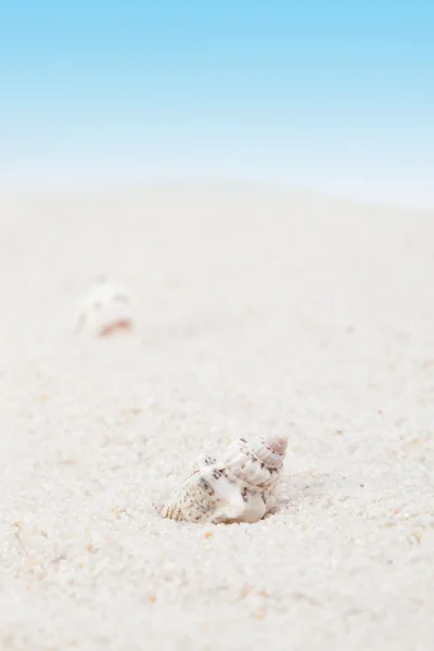 Nette zeeschelp op het zandstrand — Stockfoto