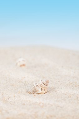 kumlu sahilde temiz deniz kabuğu