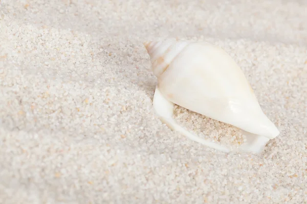 Pulito conchiglia sulla spiaggia di sabbia — Foto Stock