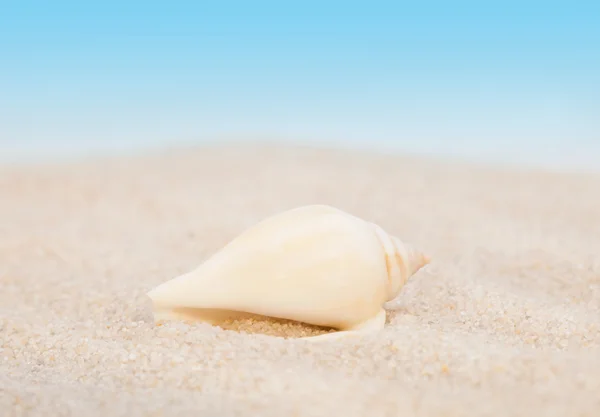 Pura concha na praia — Fotografia de Stock