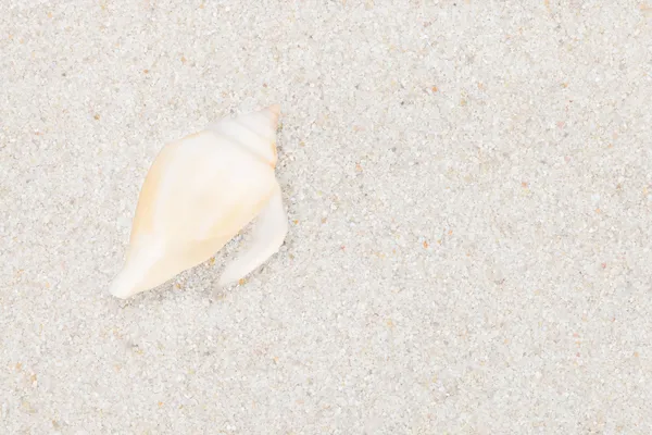 Neat seashell on the sandy beach — Stock Photo, Image