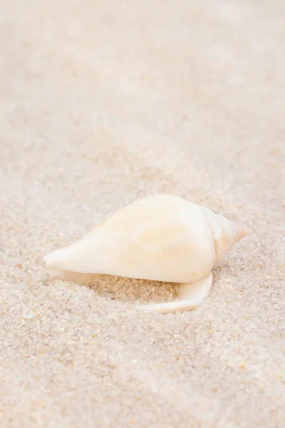 Ordentlich Muschel am Sandstrand — Stockfoto