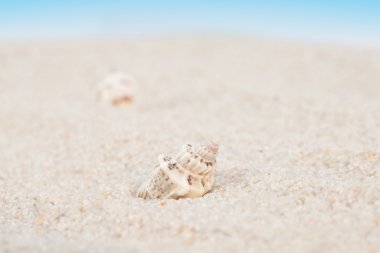 kumlu sahilde temiz deniz kabuğu