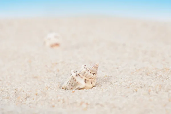 A homokos strandon ügyes kagyló — Stock Fotó