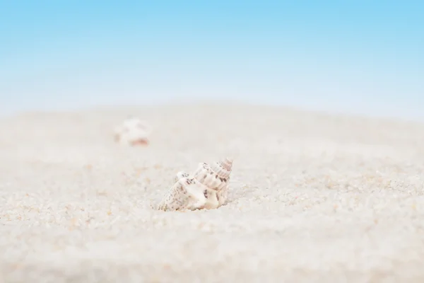 Аккуратные раковины на песчаном пляже — стоковое фото