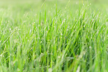 yeşil çim su damlaları - doğa kavramı