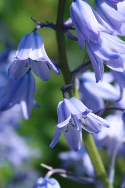 Gyönyörű bluebells Stock Fotó