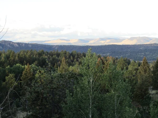 Berg Hintergrund Von Hunderten Hektar Grünen Waldlandes — Stockfoto