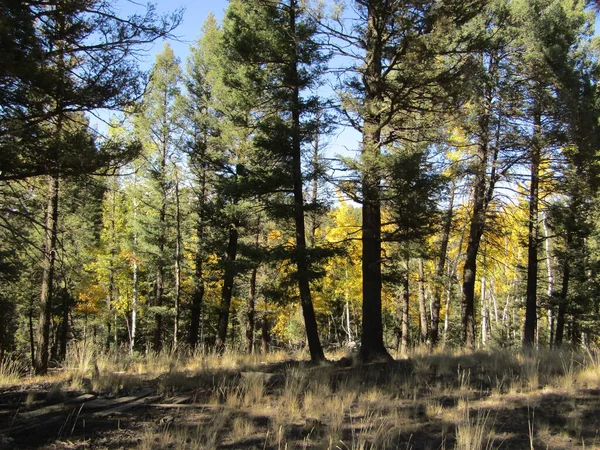 木のある部分日陰の森林環境 コロラド州の背の高い草 — ストック写真
