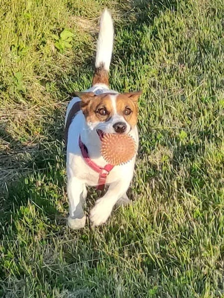 Kis Terrier Fut Boldogan Narancssárga Játék Labda Szájban — Stock Fotó