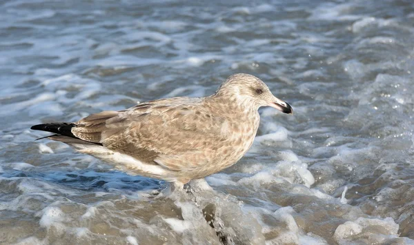 Gaviota —  Fotos de Stock